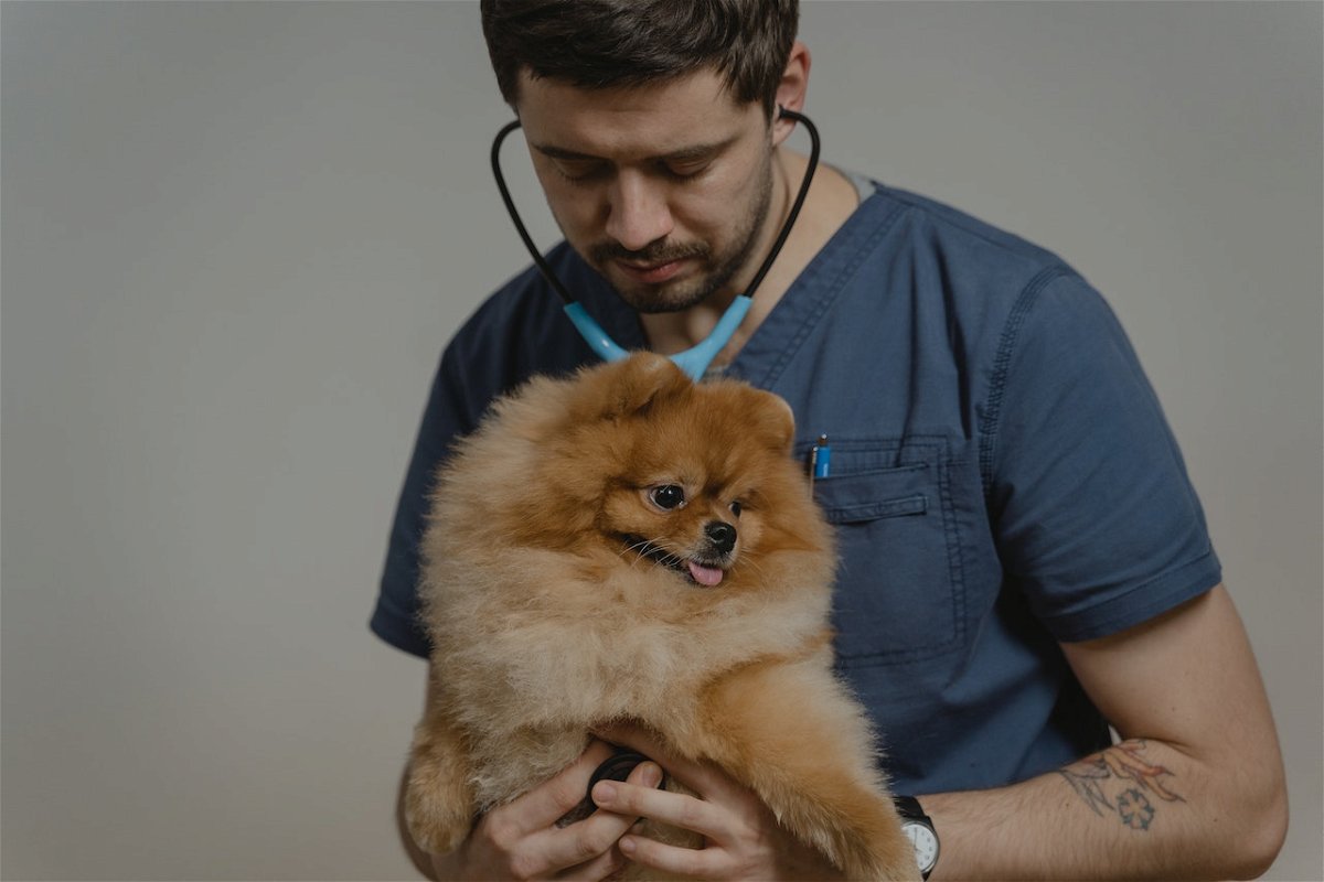 Pomeranian at the vet
