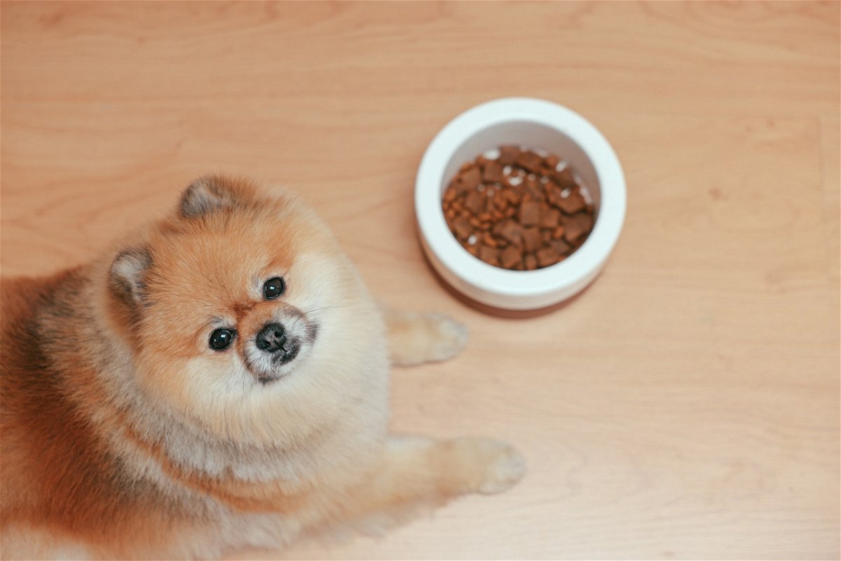Pomeranian with a food bowl
