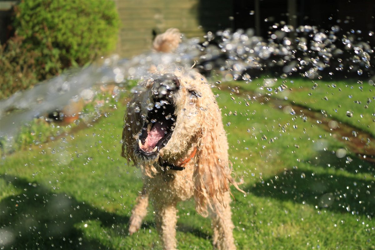 Poodle playing with water