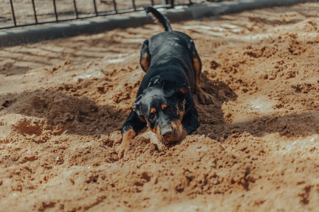 Rottweiler playing with mud