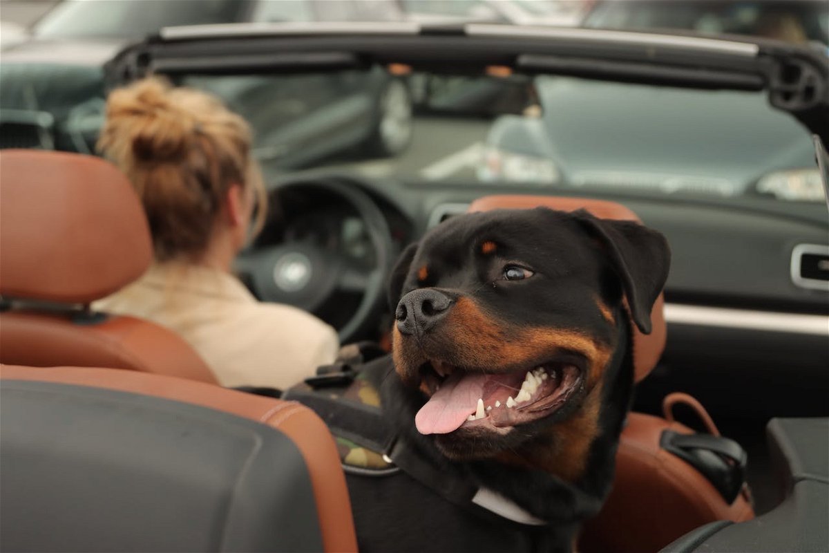 Rottweiler puppy in a car