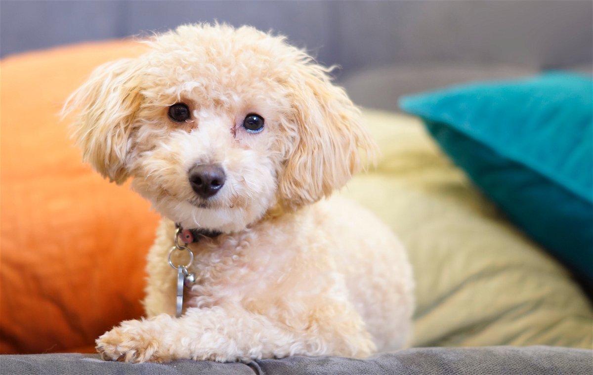 Toy Poodle breed