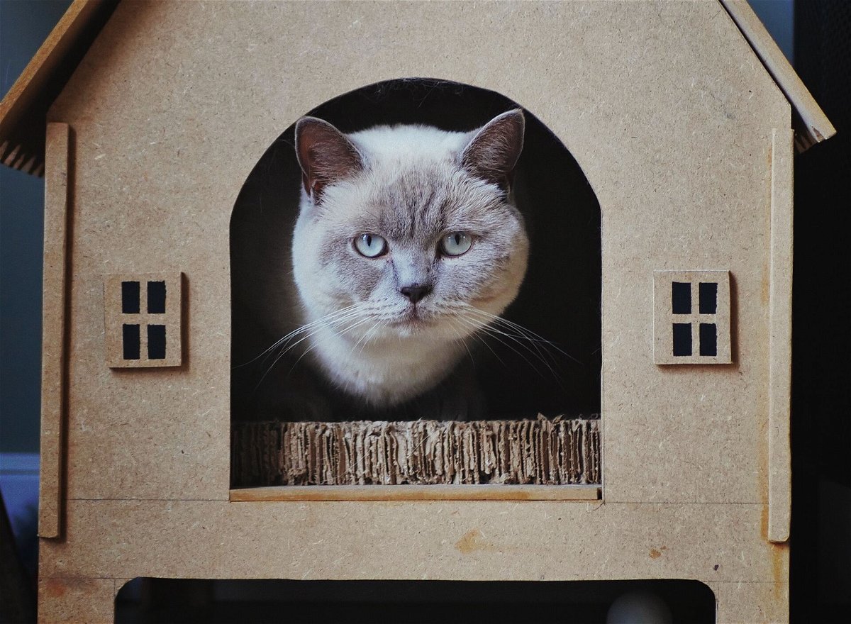 30 DIY Outdoor Cat House Ideas
