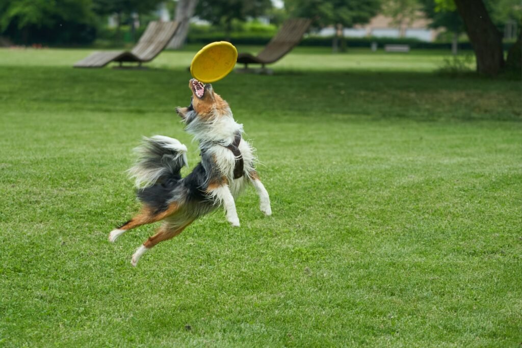 Aussie playing Frisbee