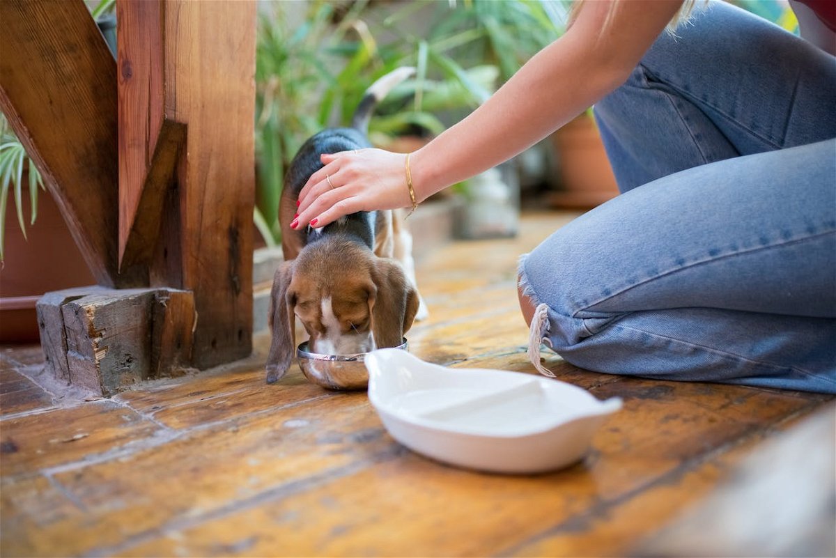 Beagle Diet and Nutrition