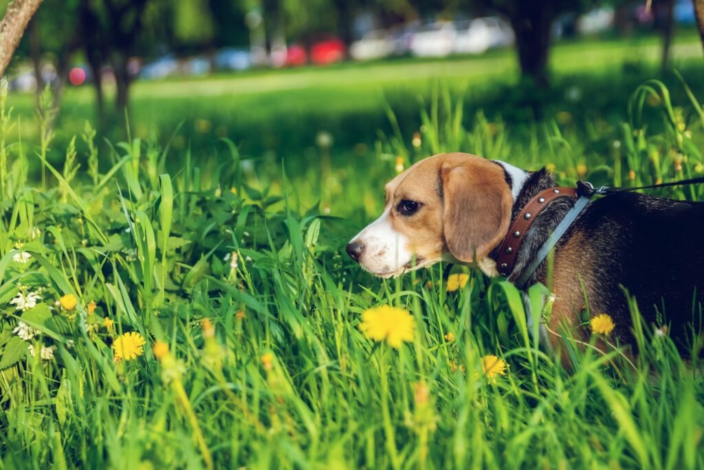 Beagle Dog Breed Info