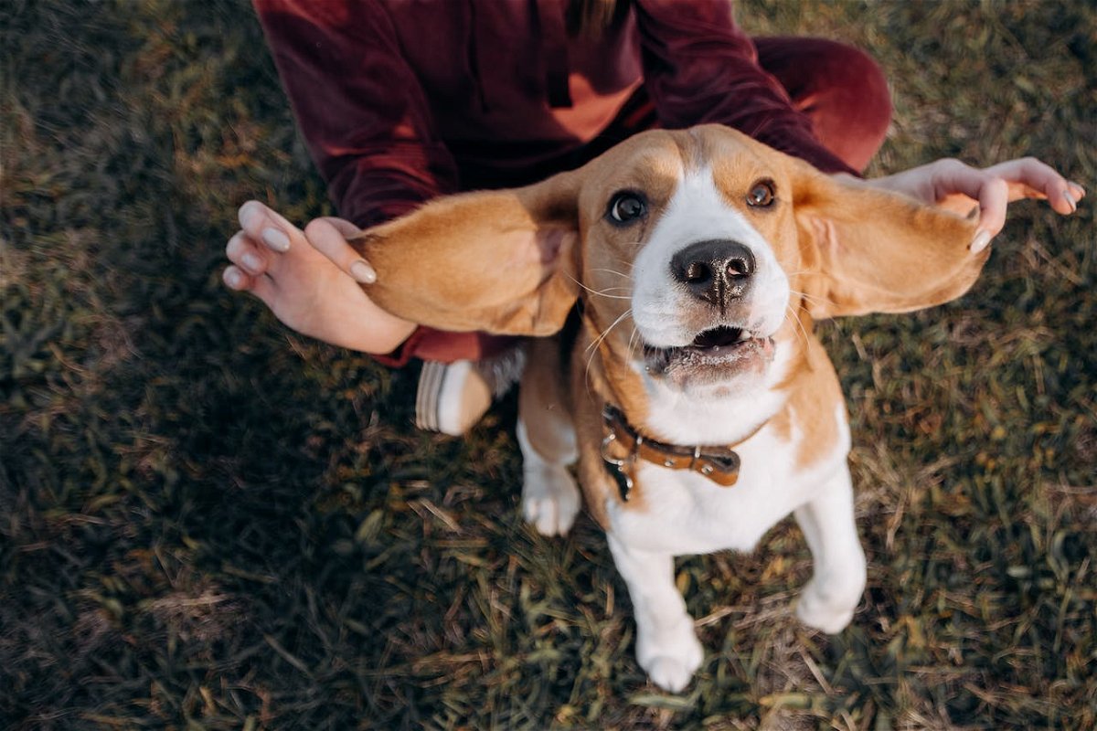 Beagle floppy ears