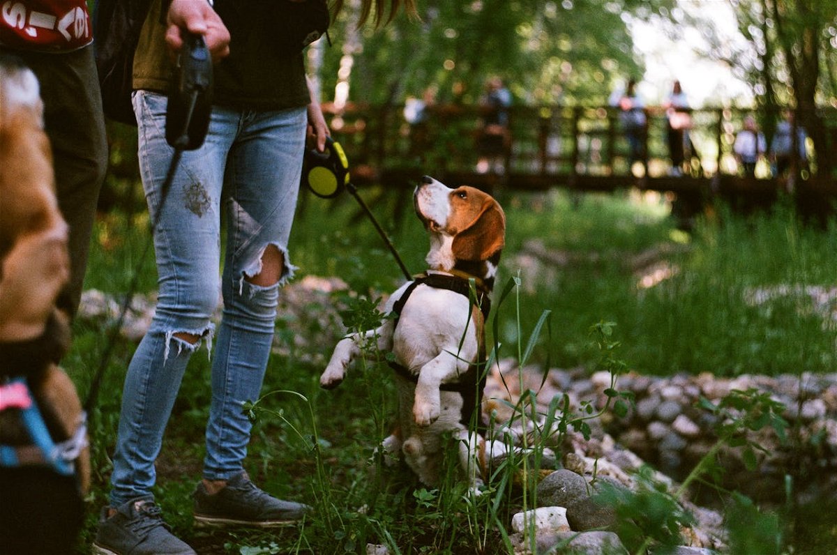 Beagle in a dog-friendly park