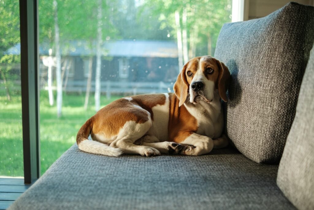 Beagle relaxing at home