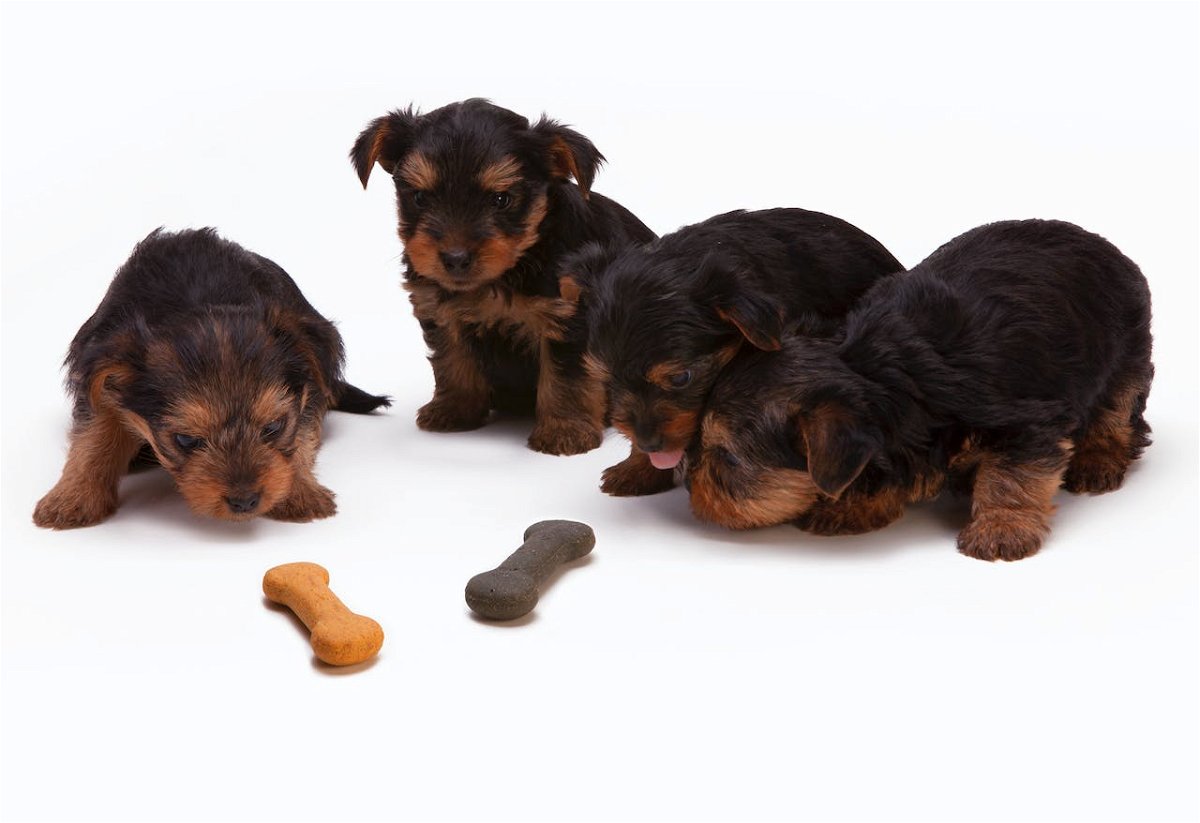 Black and tan Yorkie puppies