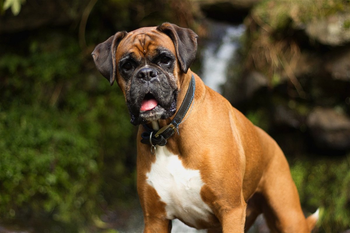 Boxer Dog Breed Info