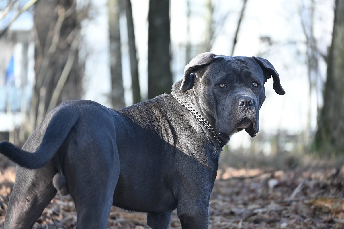 Cane Corso dog breed info