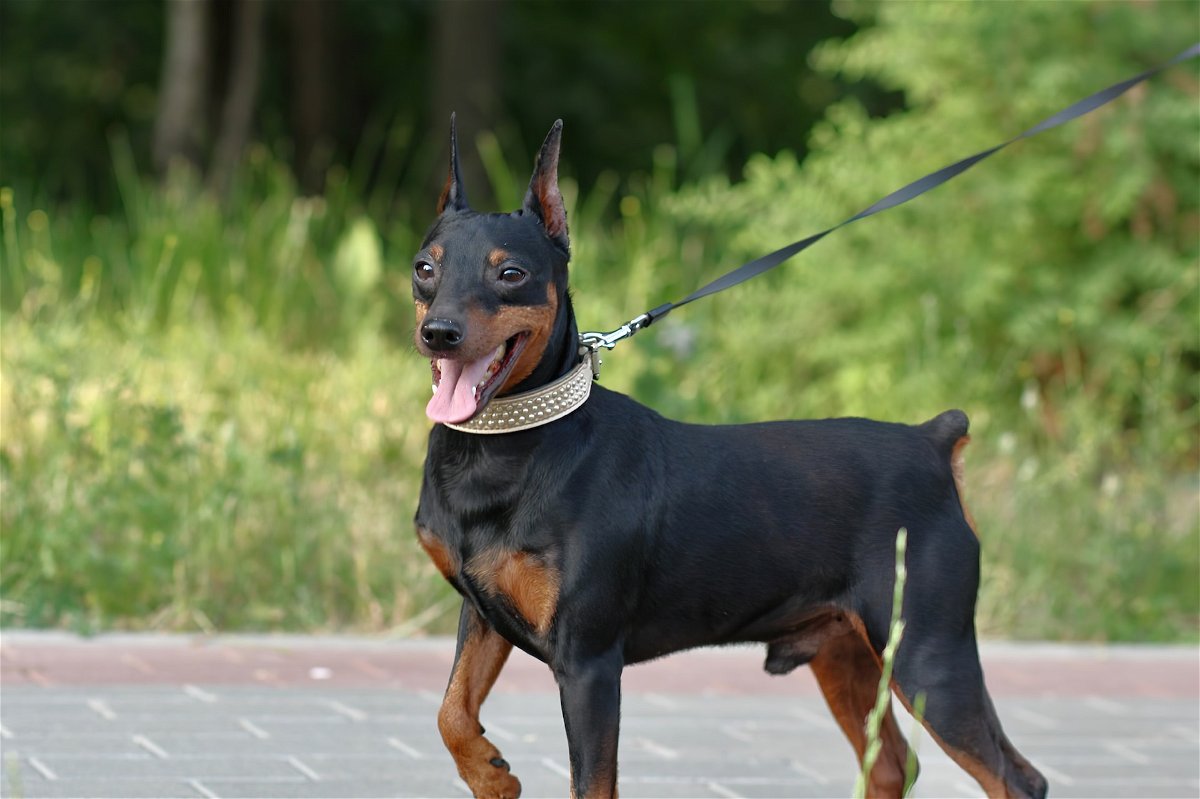 Doberman Pinscher dog breed info