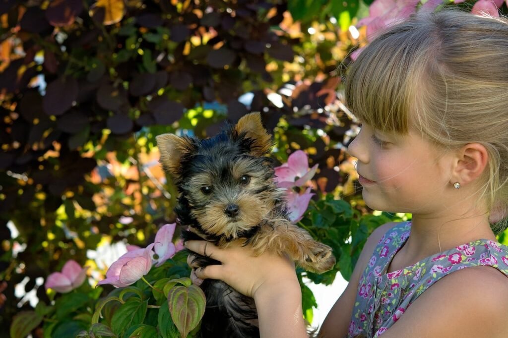 Everything you need to know about Yorkshire Terriers