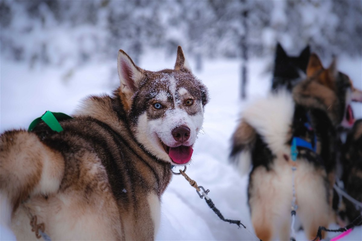 Siberian Huskies pulling sleds