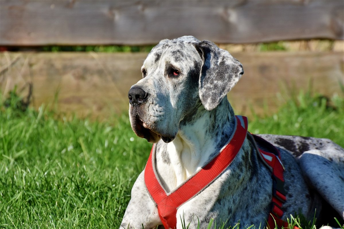 The Great Dane Dog Breed Info