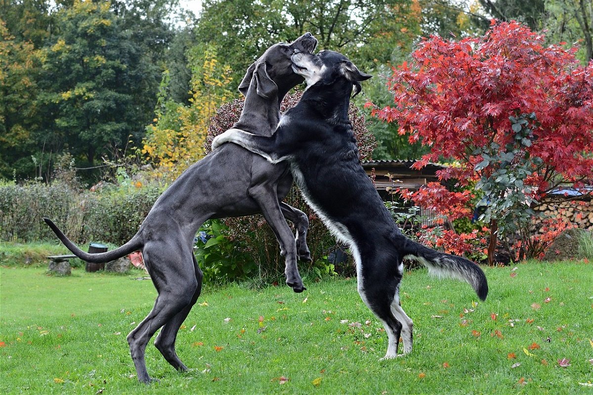 The Great Dane Dog Breed Info