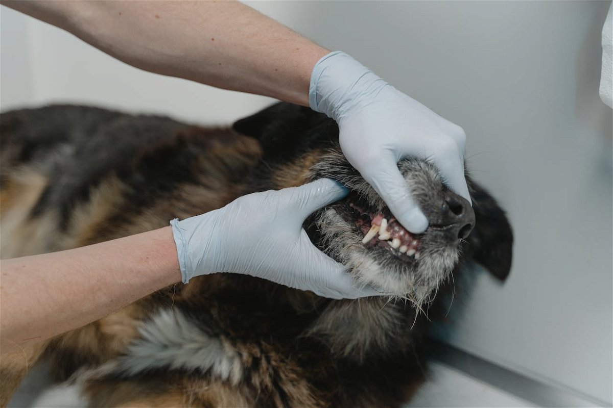 Tips to Keep a Dog's Teeth Clean