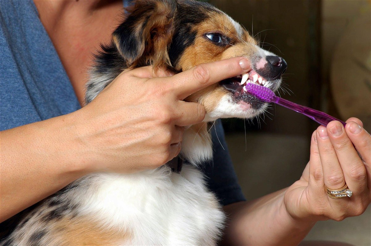 Tips to Keep a Dog's Teeth Clean