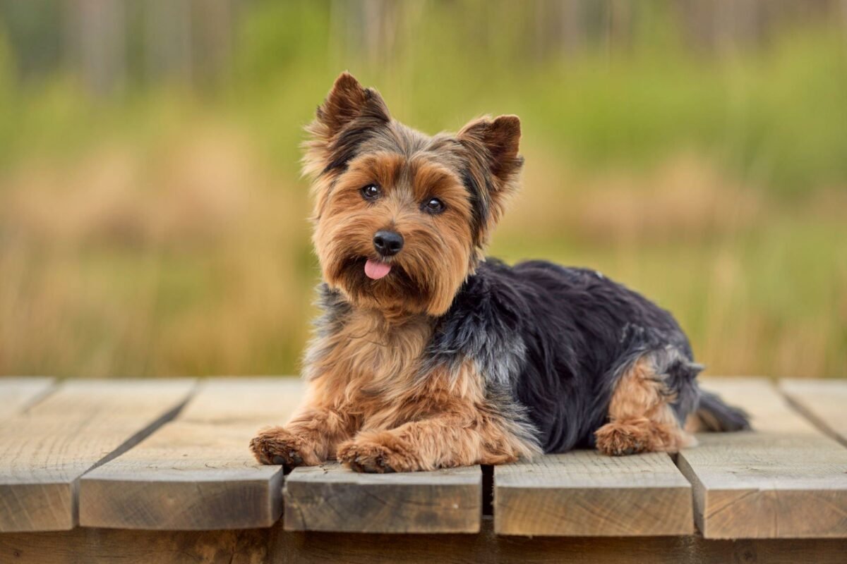 Yorkshire Terrier dog breed info