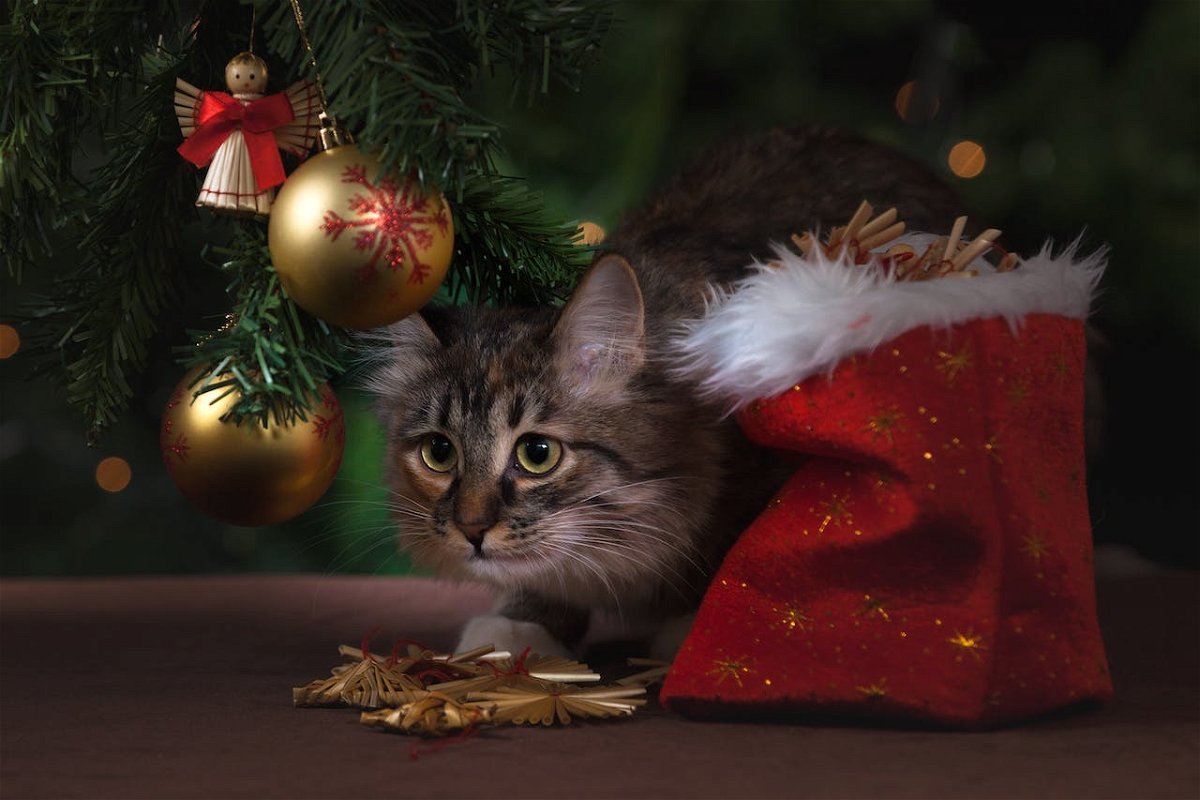 10 Cat Proof Christmas Trees