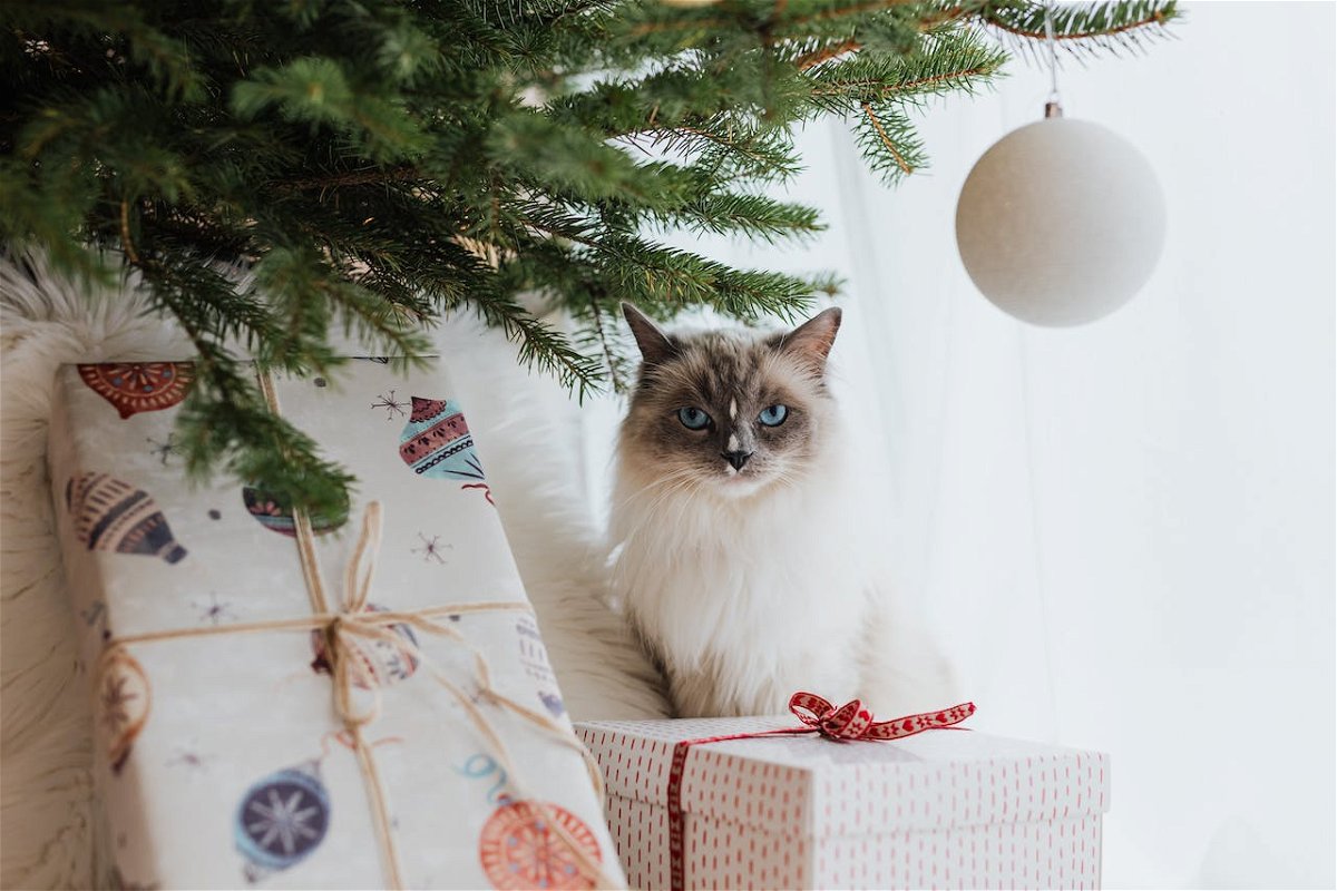 10 Cat Proof Christmas Trees.