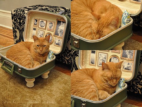 Recycled Suitcase Cat Bed