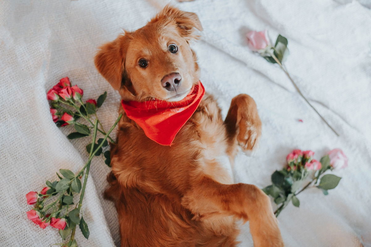 From A To Z Top 100 Female Dog Names For Every Good Girl