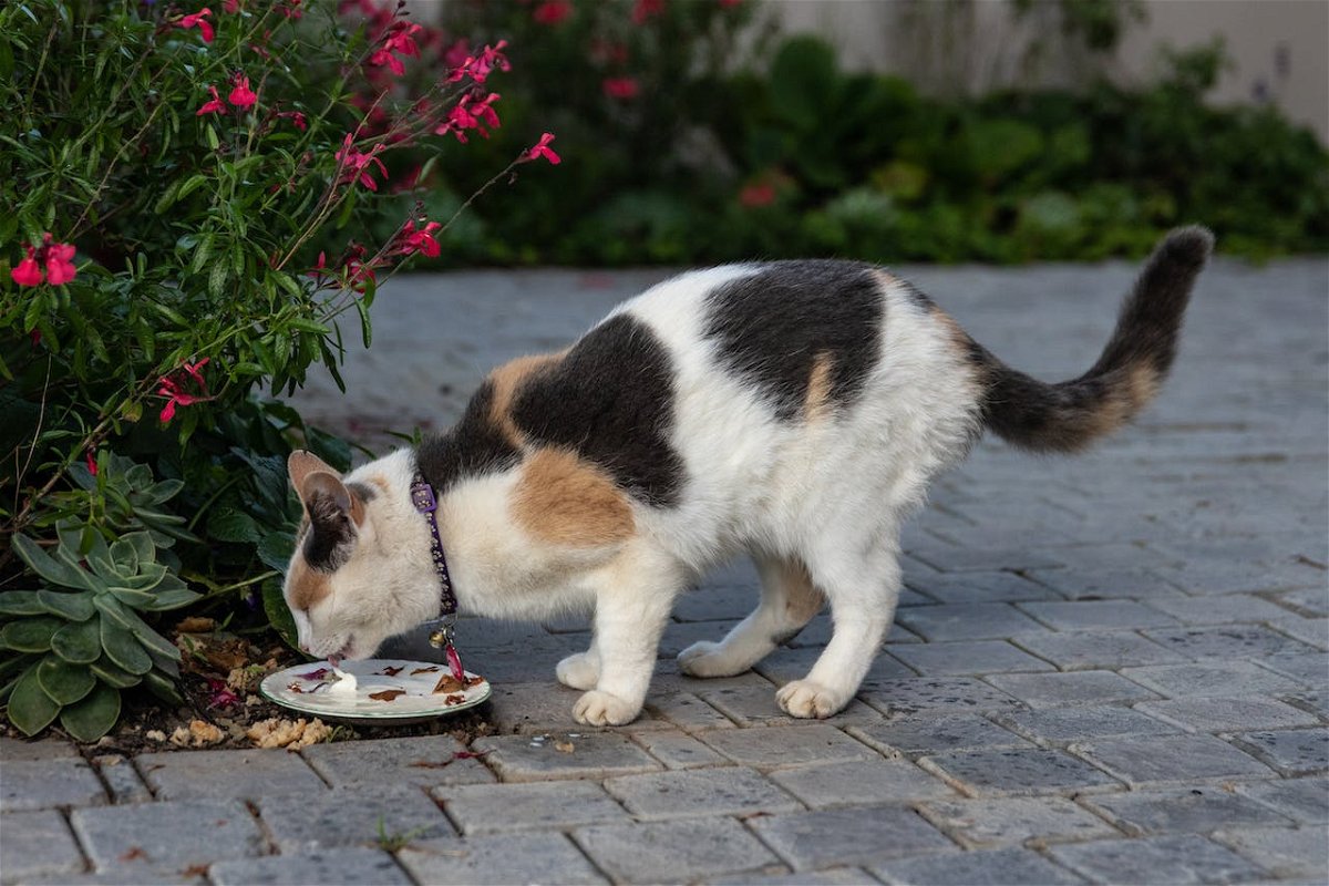 What Should You Feed a Cat to Live Longer