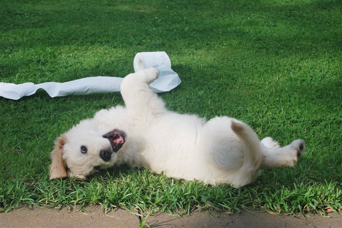 White Puppy Rolling Over on Grass
