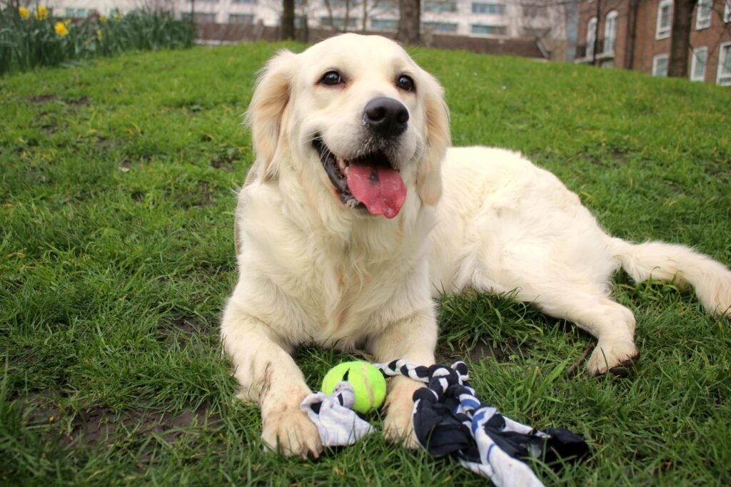 Easy Tennis Ball & T-shirt Dog Tug Toy