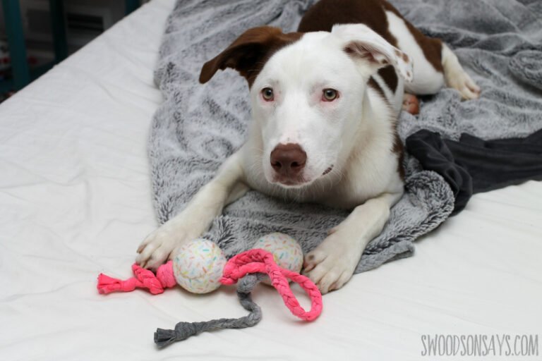 Braided Dog Toy from a T-shirt