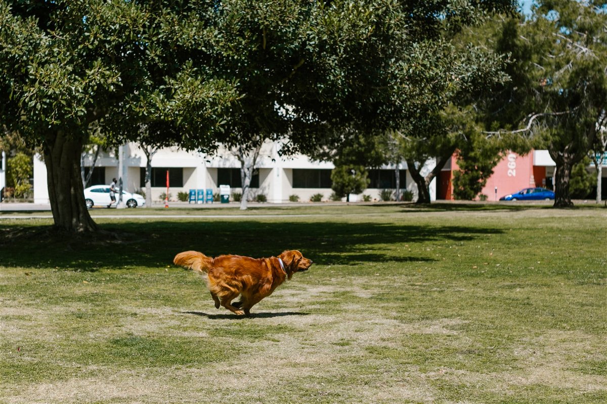 Dog running in circles