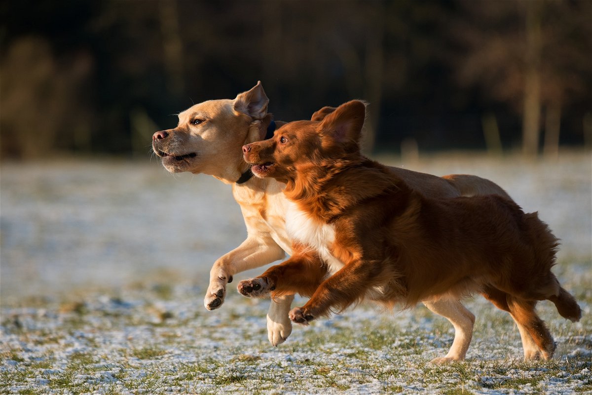 dogs running outdoors