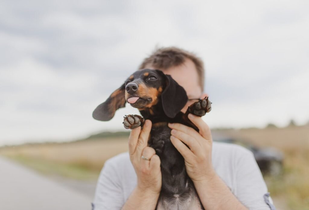 10 Facts About Wiener Puppies