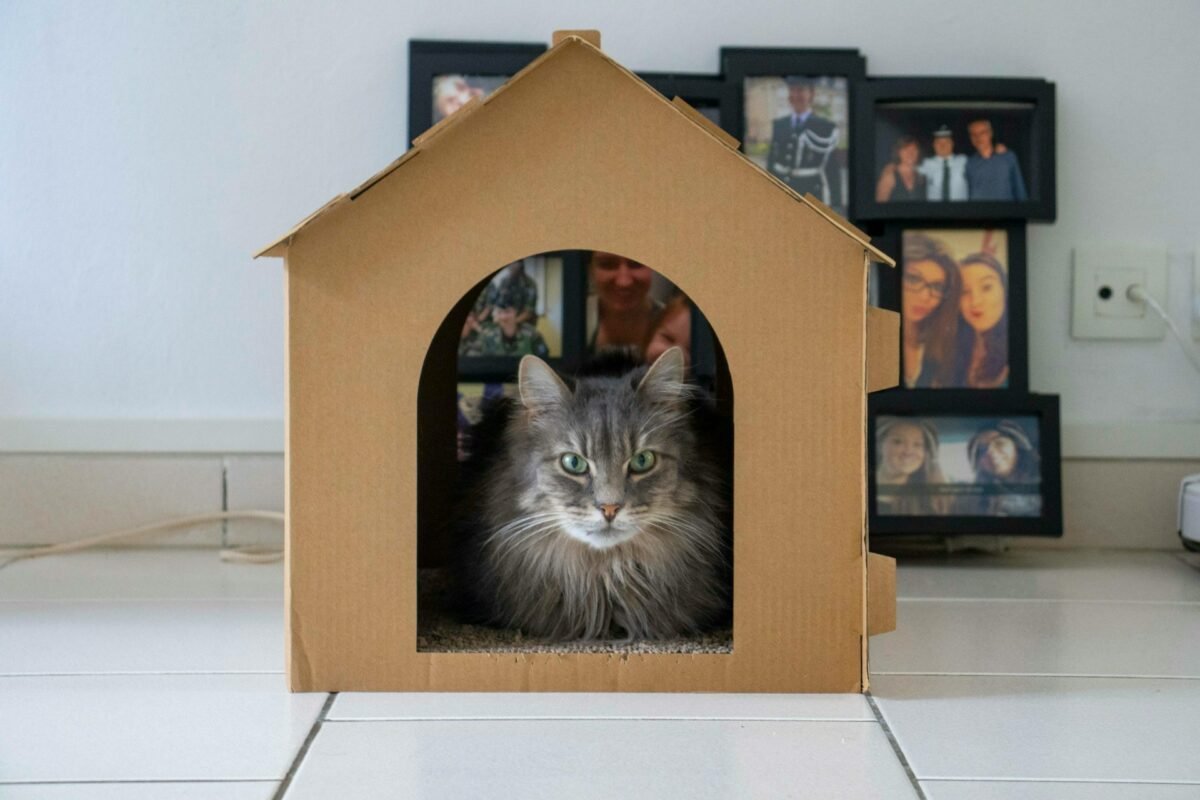 DIY Cardboard Furniture Ideas for Cats