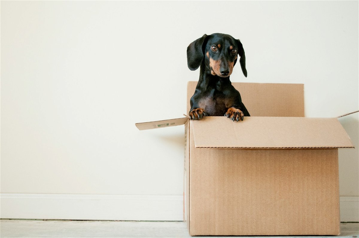 DIY Cardboard Furniture Ideas for Dogs