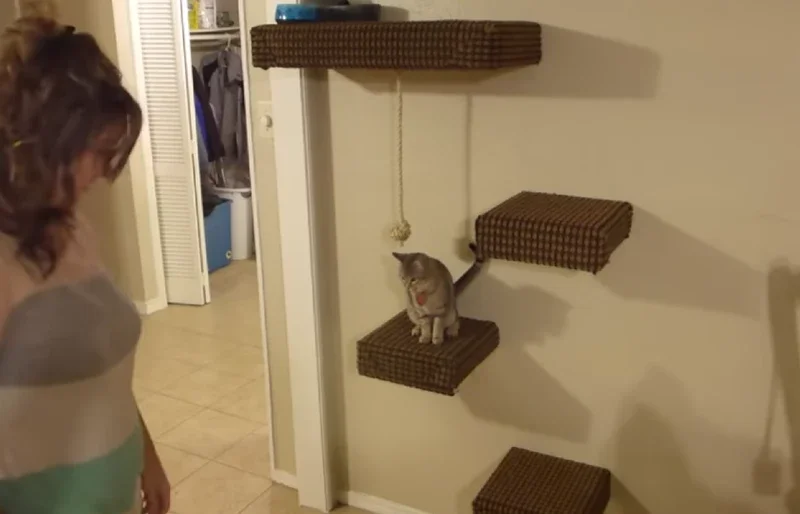 DIY-Wall-Mounted-Cardboard-Cat-Tree_Practical-Engineering-YouTube