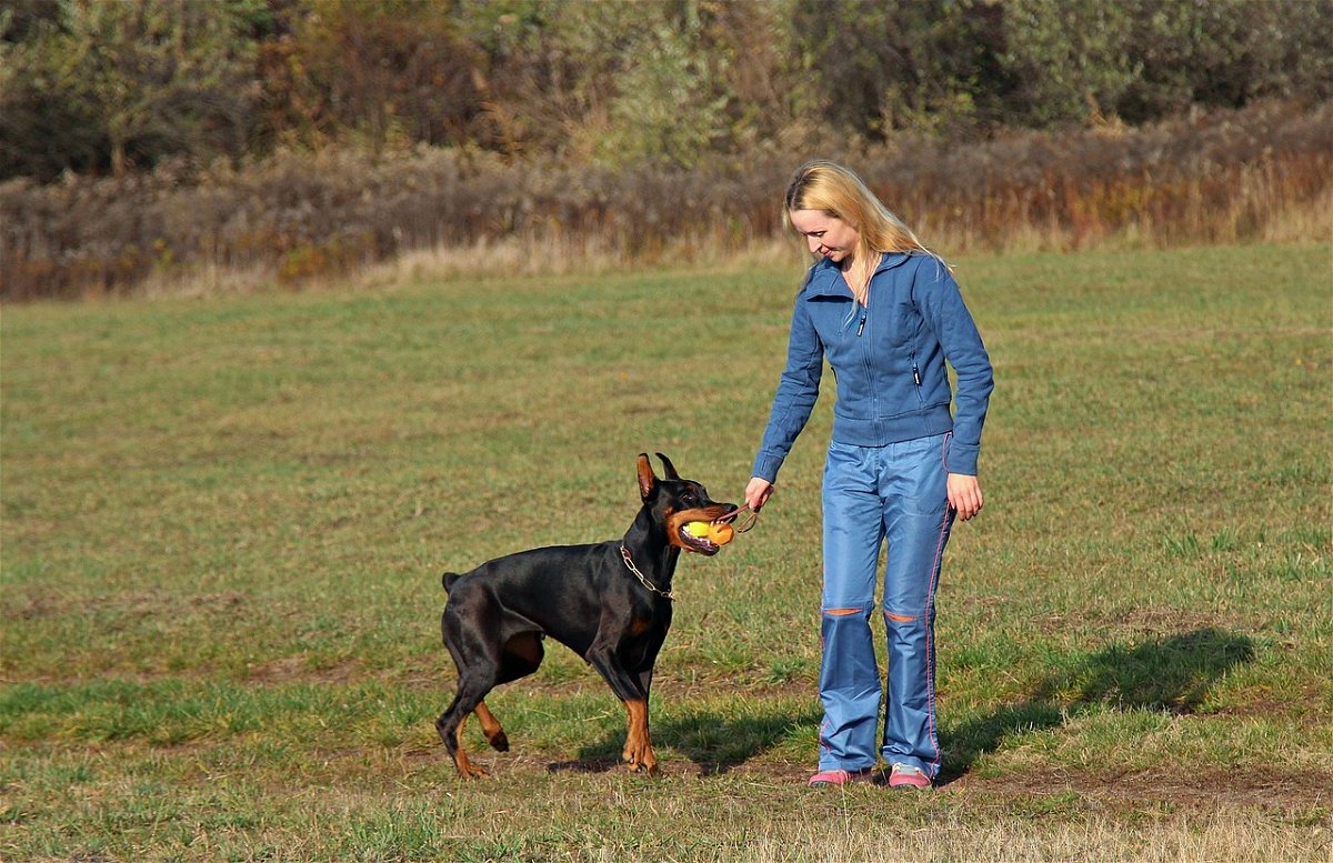 Do Doberman Pinschers Turn on Their Owners