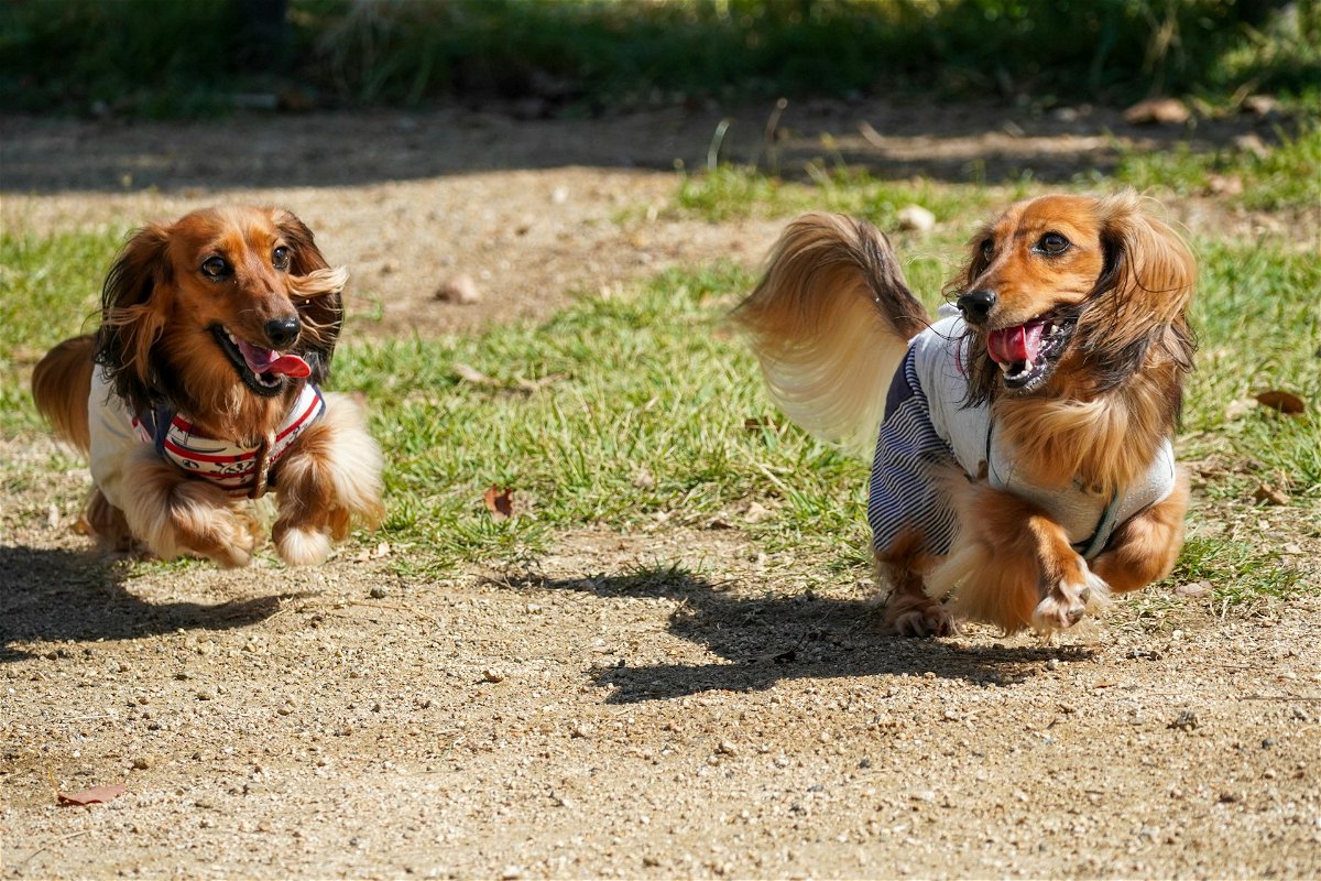 Long-haired Dachshunds