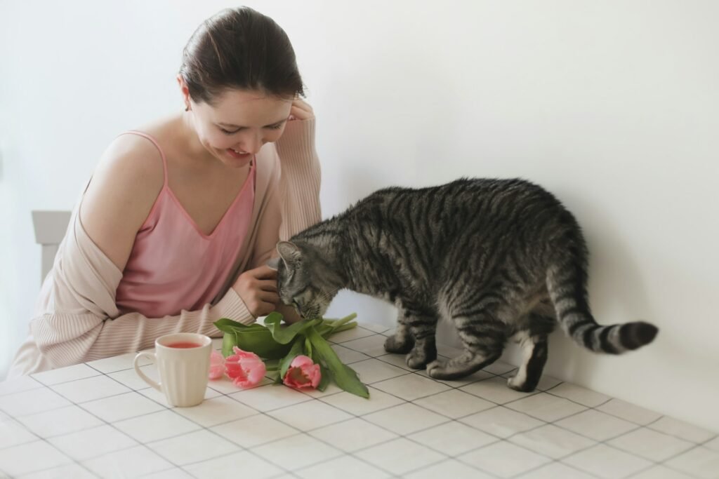 Valentine's Day Gifts and Treats for Cats