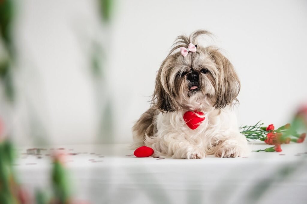 Valentine’s Day Gifts and Treats for Dogs