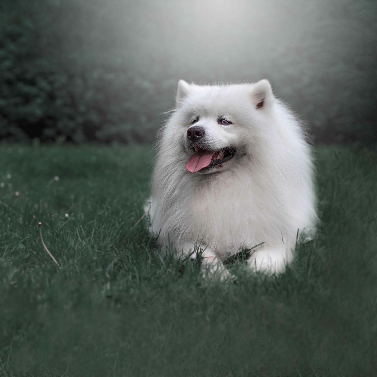 10 facts about samoyed puppies
