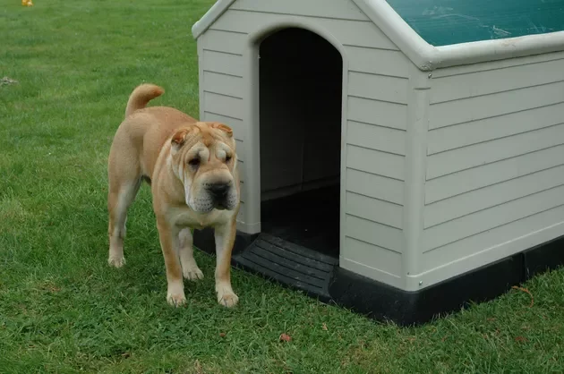 Homemade cardboard doghouse