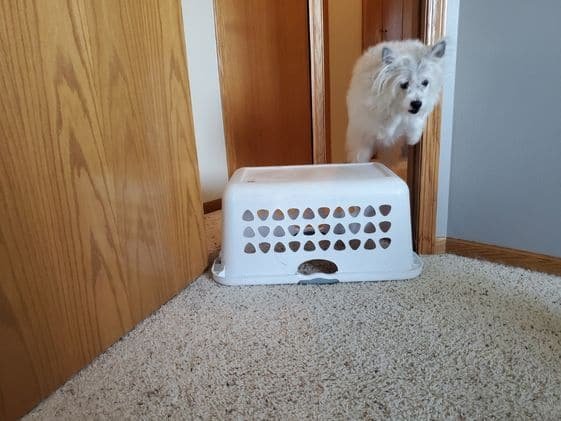 Dog-jumping-basket