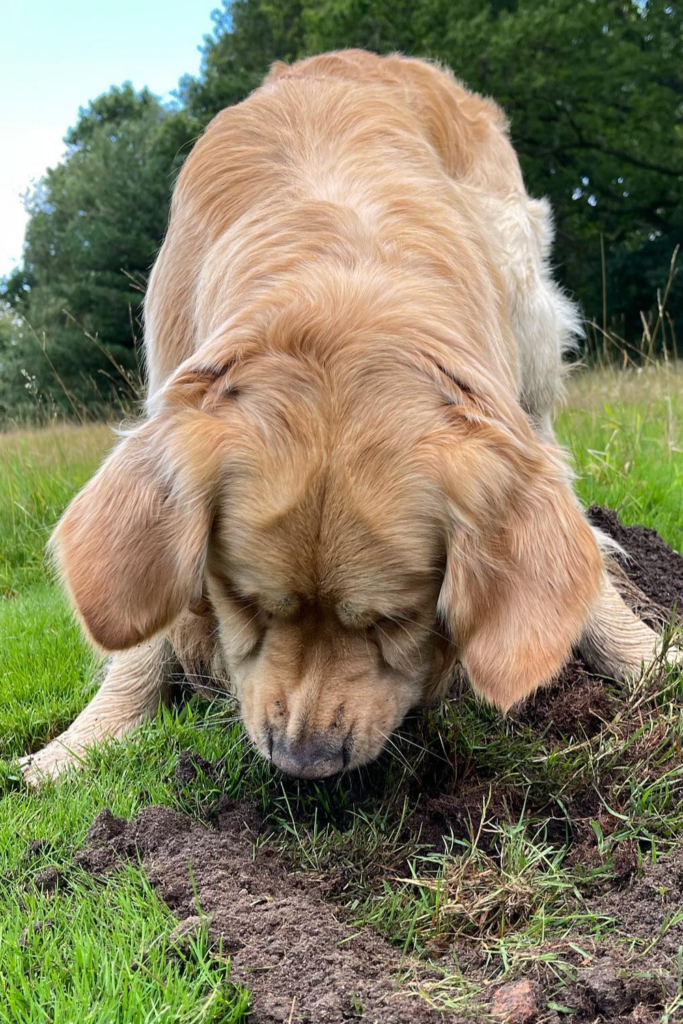 Dog digging a pit
