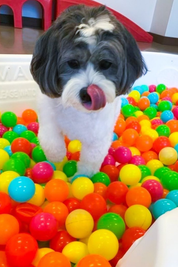 Dog in a Ball Pit