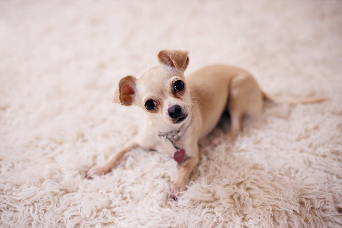 Everything You Need to Know About Teacup Chihuahua Puppies