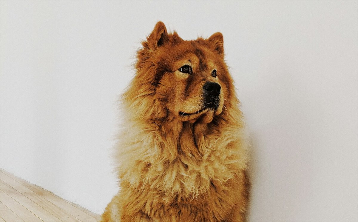 Golden Chow Dog Breed Info
