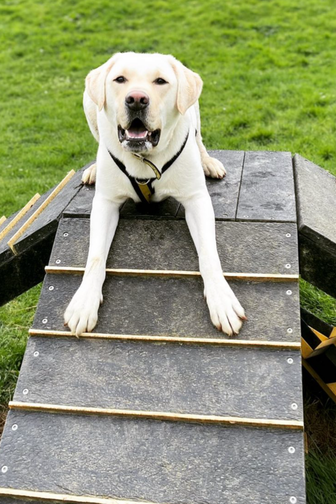 Outdoor DIY dog play areas